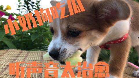 狗狗吃刺瓜 第1张 狗狗吃刺瓜 第1张